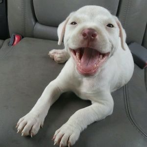 Meet your Posher, Aj